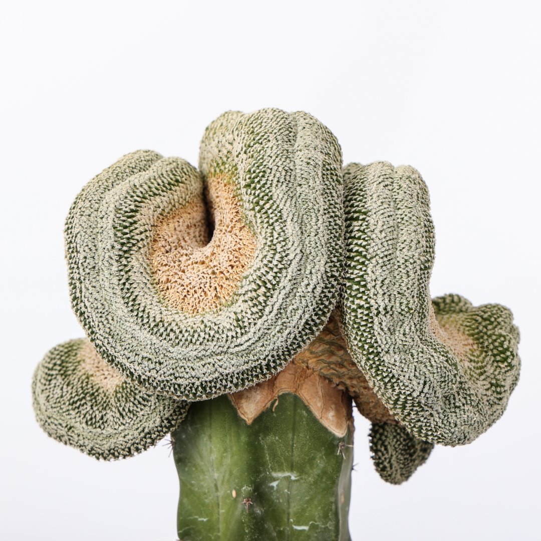 Mammillaria pectinifera cristata Ø 12 cm - Image 4