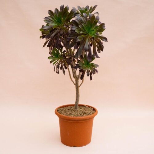 Aeonium Arboreum Atropurpureum Ø 18 cm