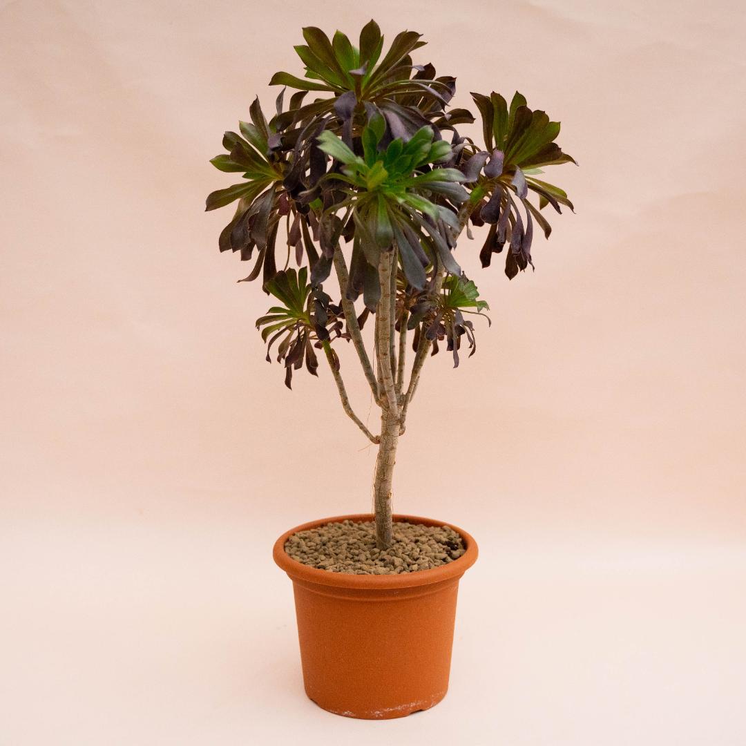 Aeonium Arboreum Atropurpureum Ø 18 cm