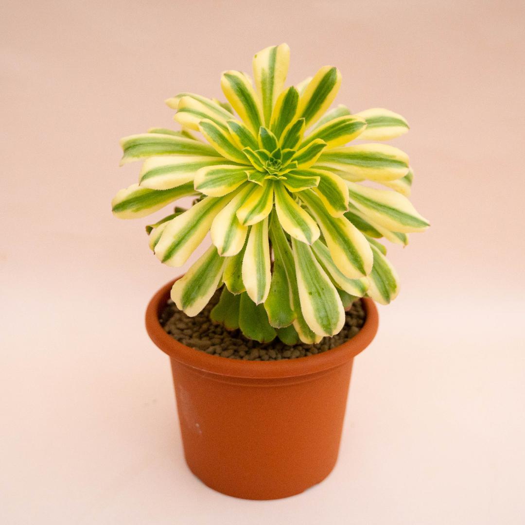 Aeonium Arboreum Luteovariegatum Ø 18 cm