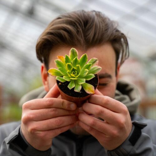 Aeonium Bronze Medal variegato Ø 8,5 cm