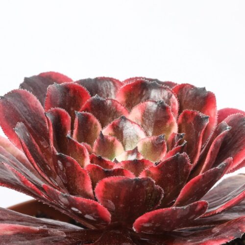 Aeonium Evening Glow Ø 12 cm