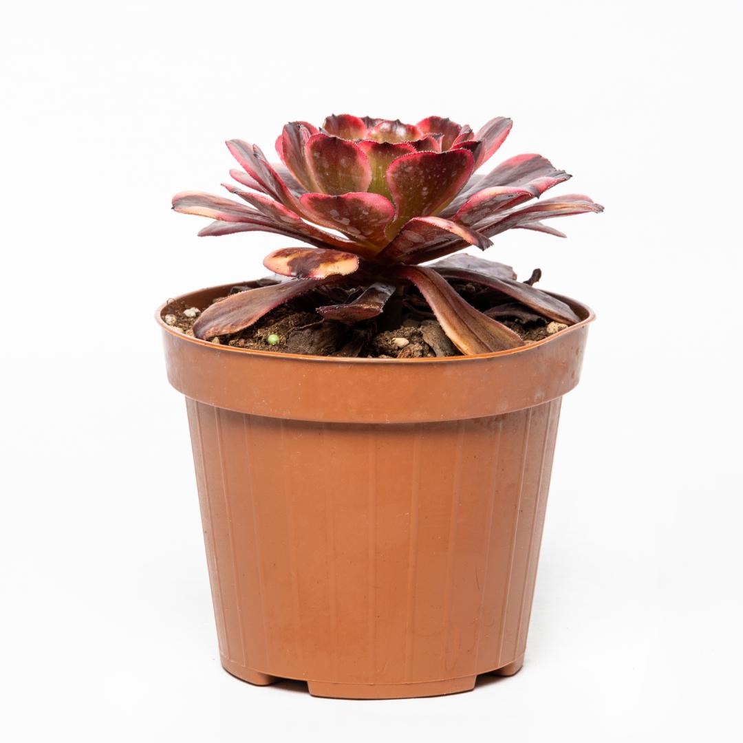 Aeonium Evening Glow Ø 12 cm
