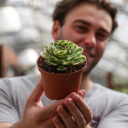 Aeonium Green Wheat Ø 10.5 cm