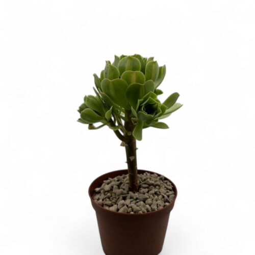 Aeonium Jadeite Glaze Ø 10,5 cm