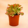 Aeonium 'Pink Witch' vaso Ø 17 cm cod. 664F