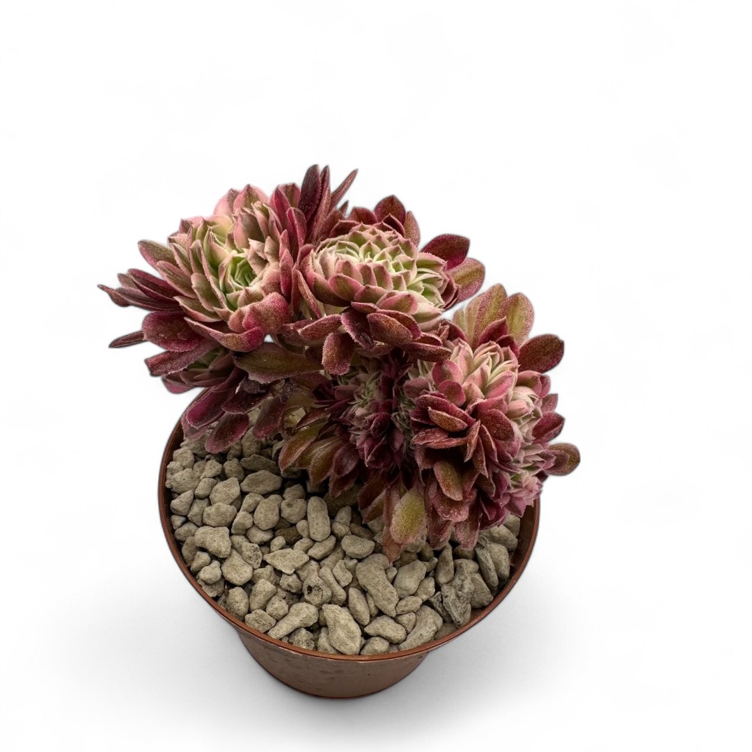 Aeonium Qingcheng crestata Ø 10,5 cm