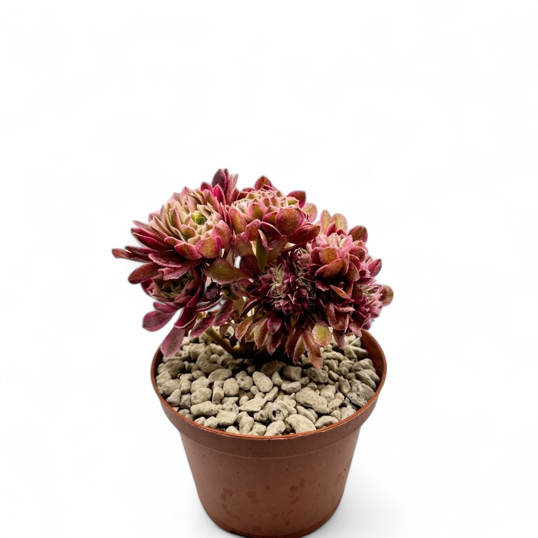 Aeonium Qingcheng crestata Ø 10,5 cm