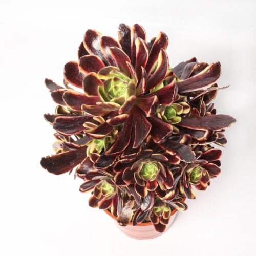 Aeonium Super Bang variegato Ø 17 cm
