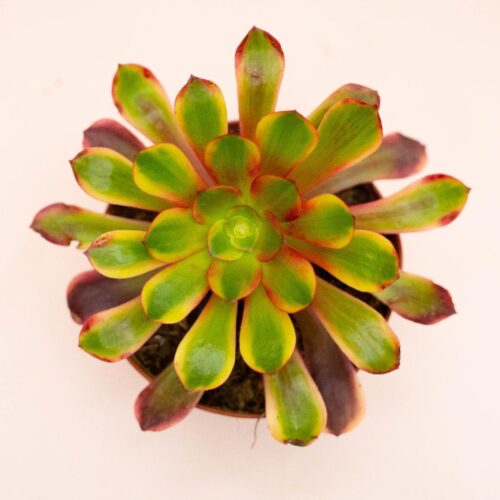 Aeonium Superbang Ø 13 cm