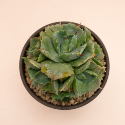 Agave potatorum Japan Ø 13 cm 844F