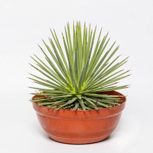 Agave stricta nana Ø 17 cm