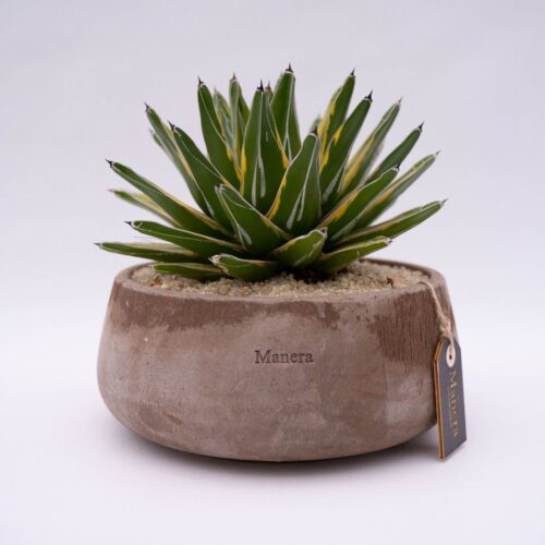 Agave victoriae-reginae variegata - Manera Line Choco 1304