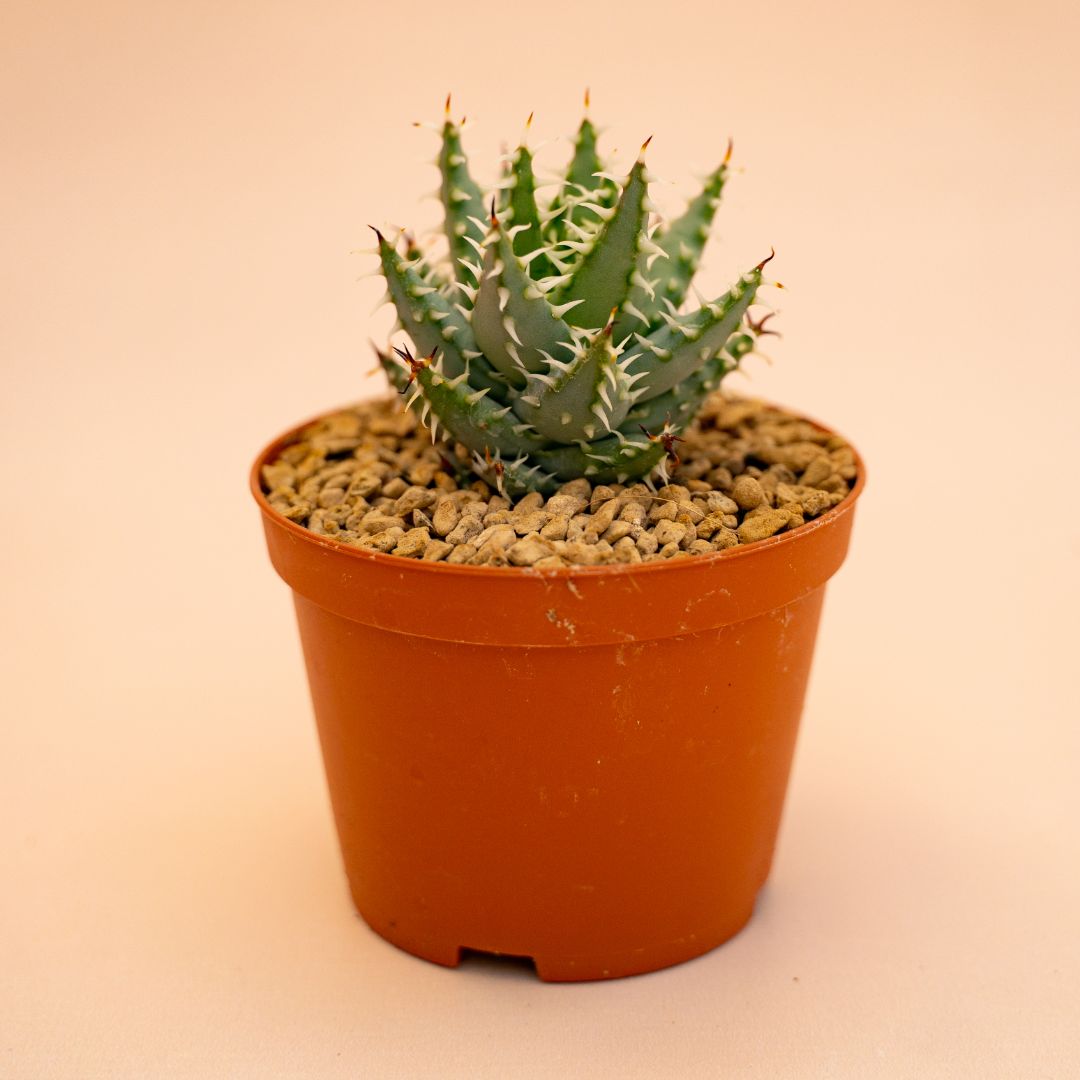 Aloe erinacea Ø 10,5 cm 669F