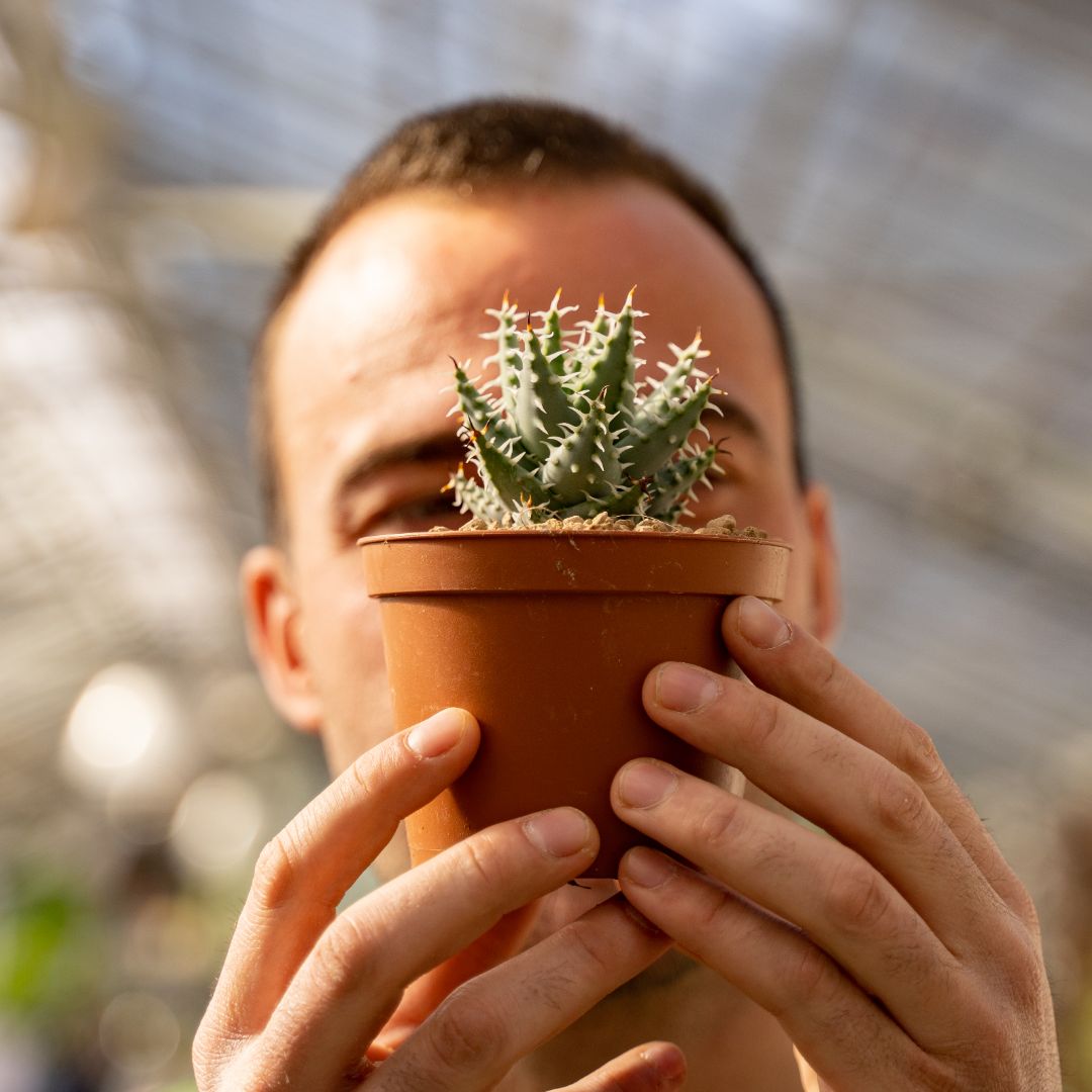 Aloe erinacea 669F | Rare plants CactusMania
