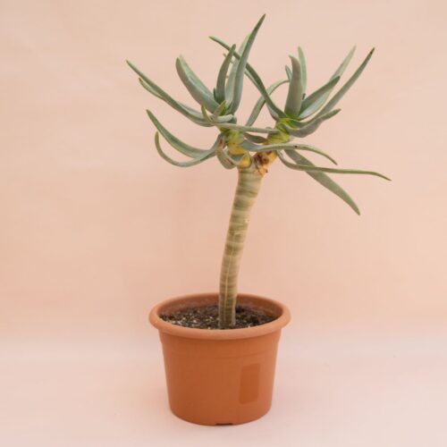 Aloe ramosissima Ø 20 cm