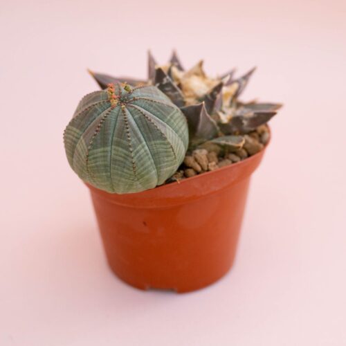 Ariocarpus retusus Ø 10,5 cm