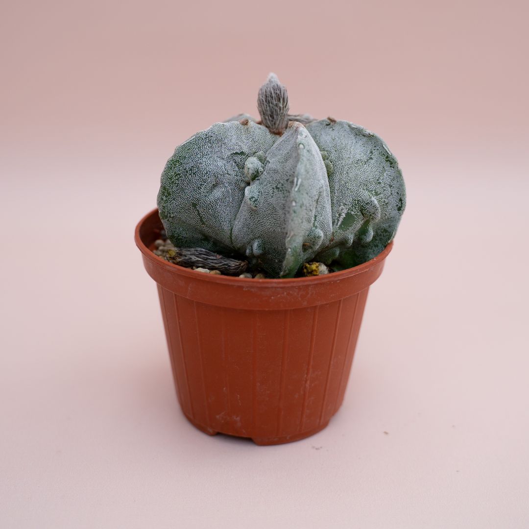Astrophytum fukuryu hybrid Ø 10,5 cm