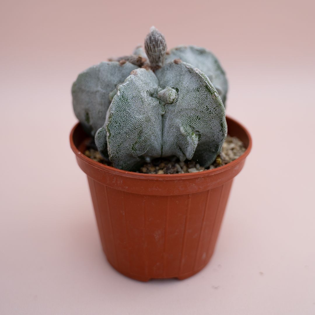 Astrophytum fukuryu hybrid Ø 10,5 cm