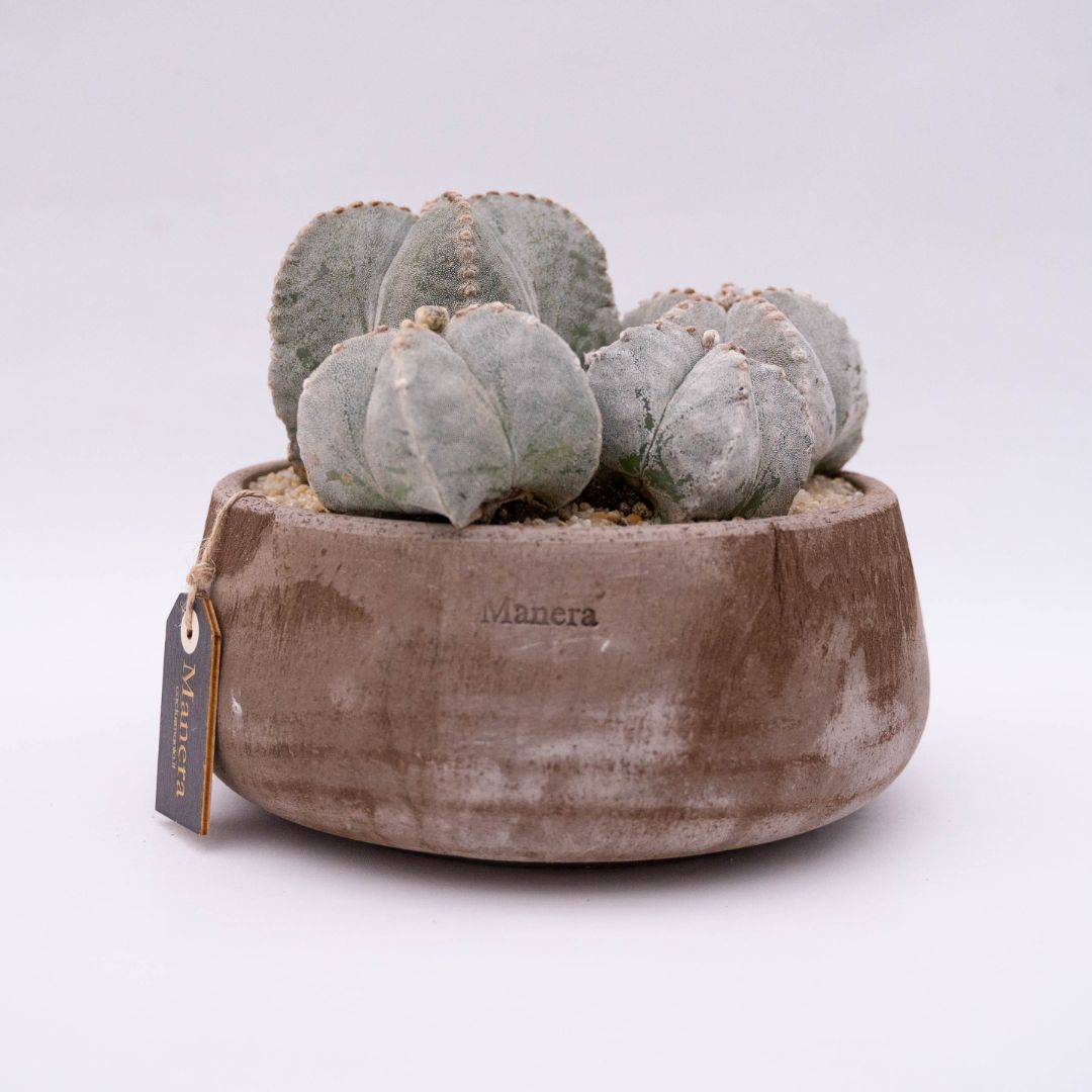 Astrophytum myriostigma - Manera Line Choco 1303