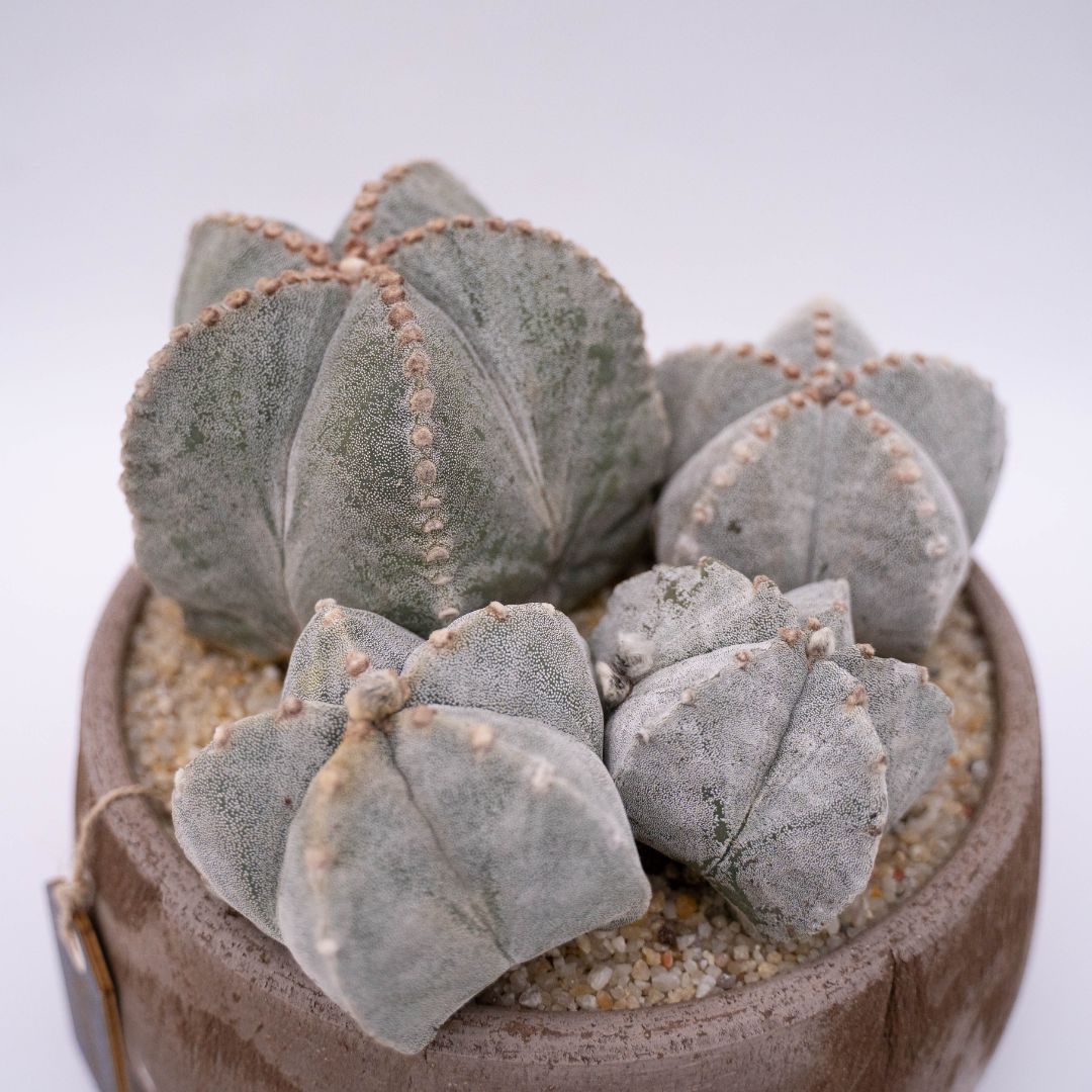 Astrophytum myriostigma - Manera Line Choco 1303