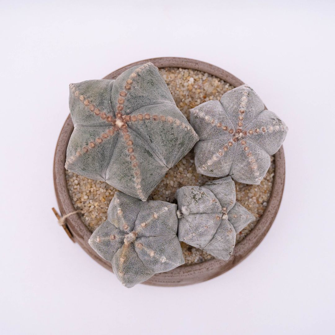 Astrophytum myriostigma - Manera Line Choco 1303