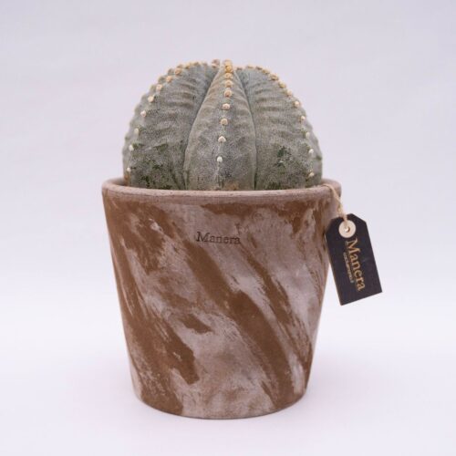 Astrophytum myriostigma - Manera Line Choco 1305