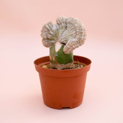 Astrophytum onzuka f. cristata Ø 10,5 cm