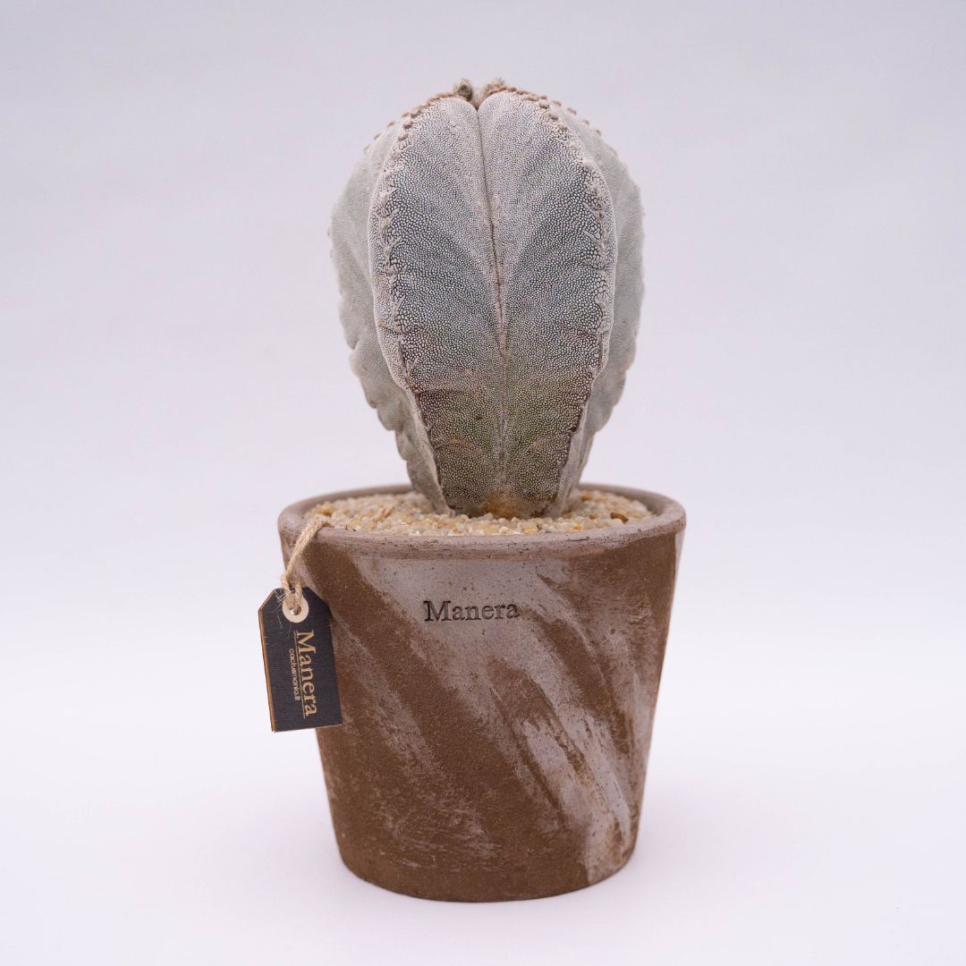 Astrophytum onzuka - Manera Line Choco 1308