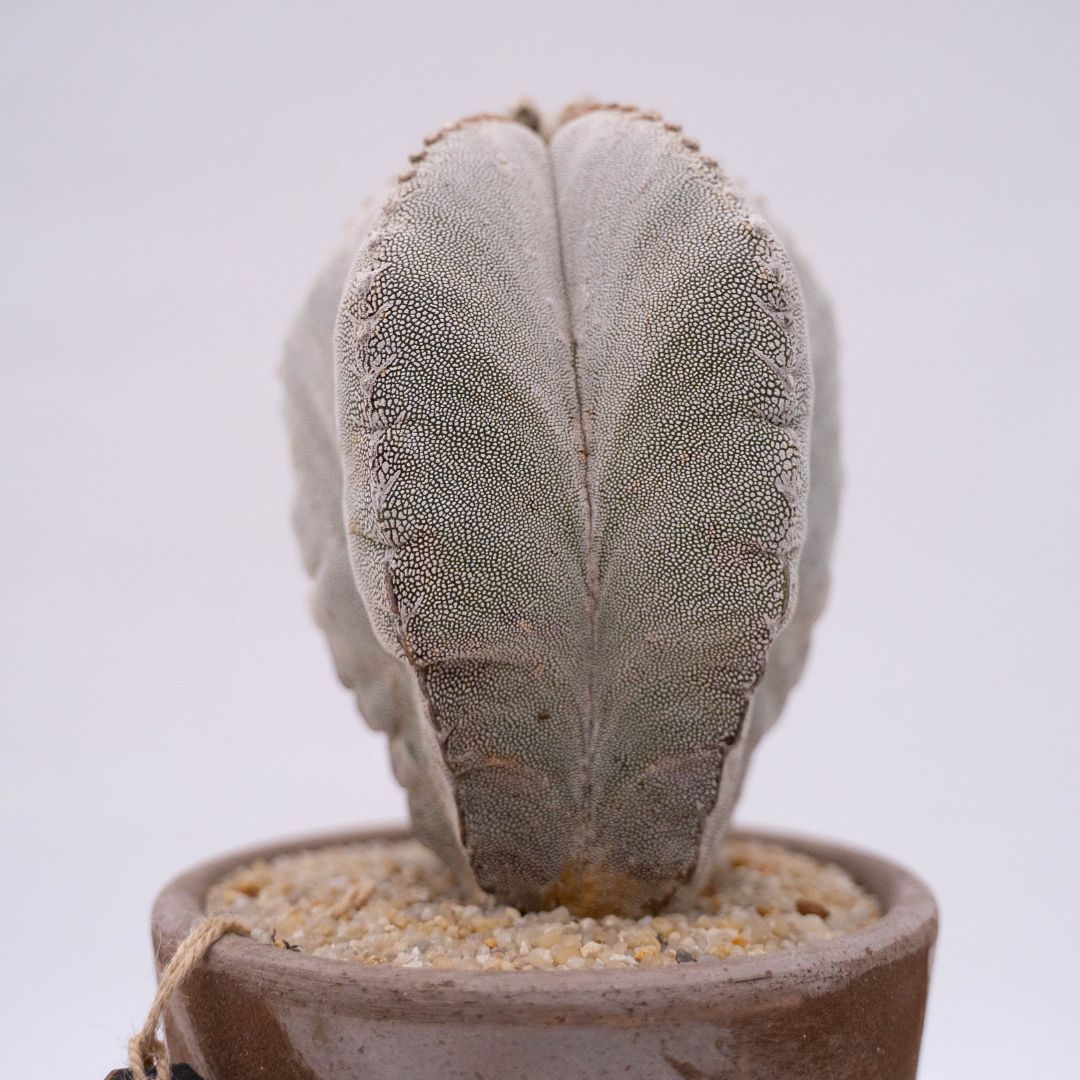 Astrophytum onzuka - Manera Line Choco 1308