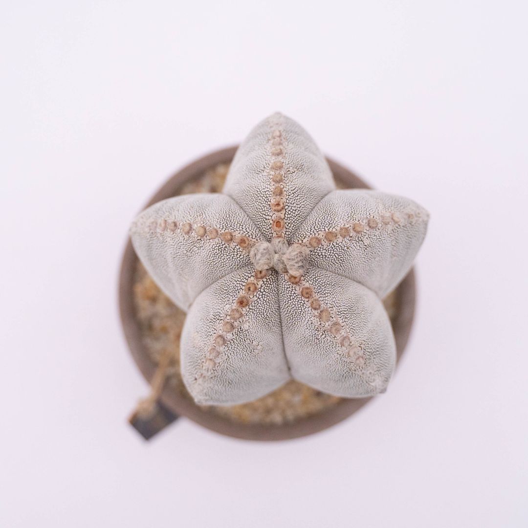 Astrophytum onzuka - Manera Line Choco 1308