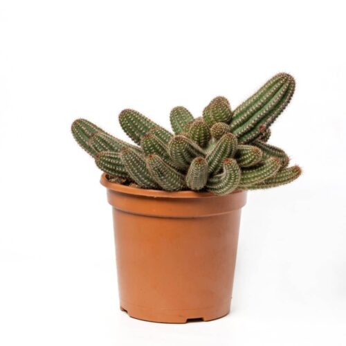 Chamaelobivia Hybrid Ø 17 cm