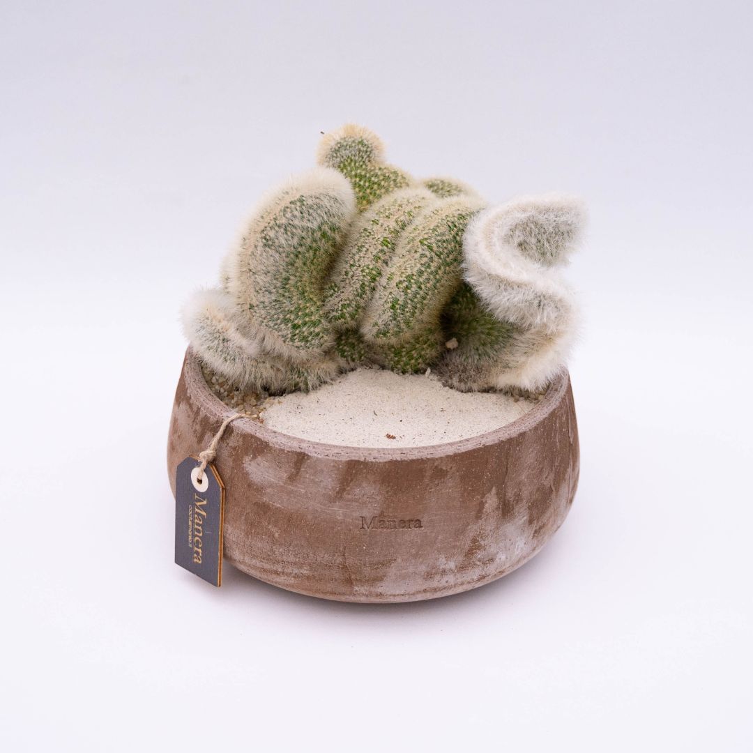 Cleistocactus strausii crestato - Manera Line Choco 1299
