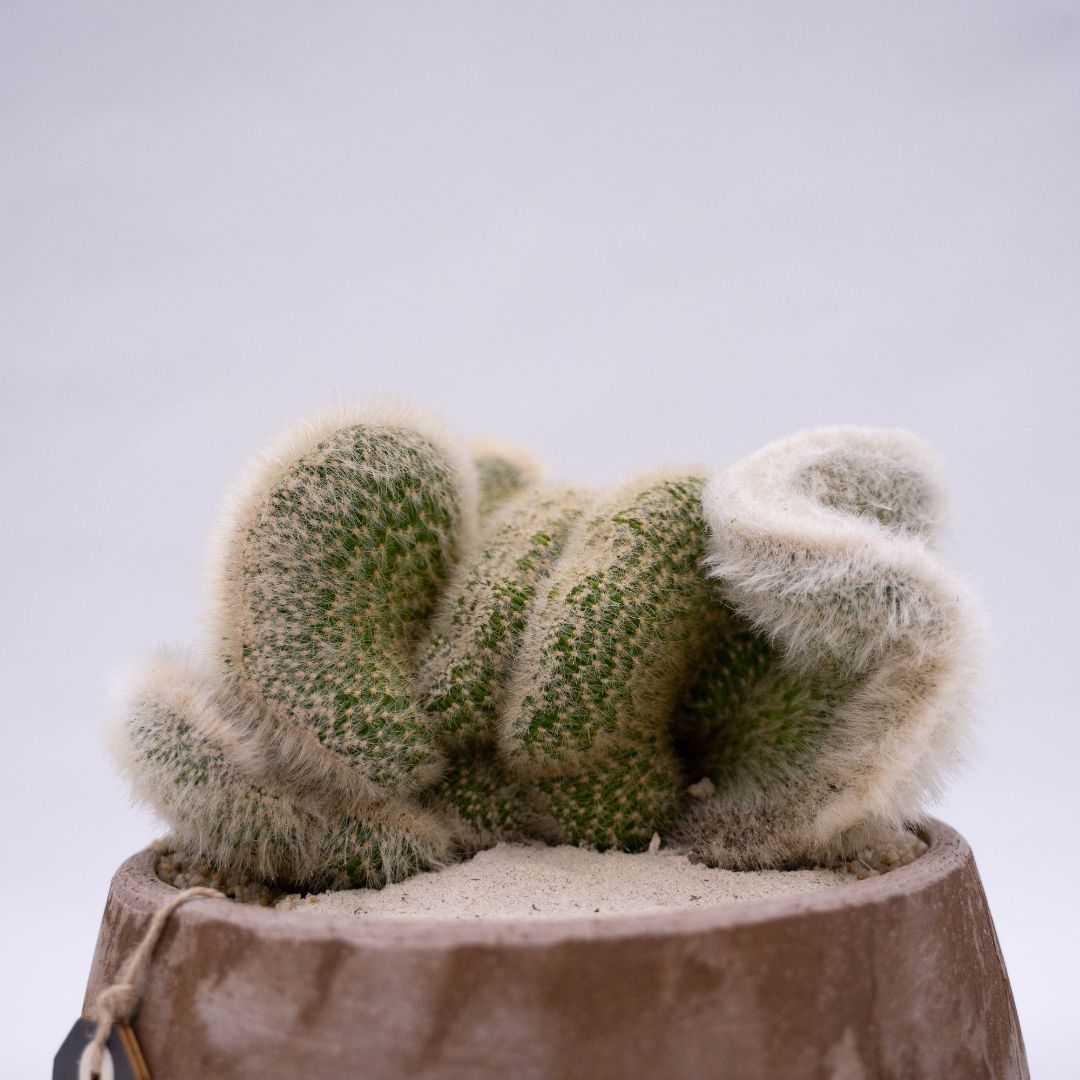 Cleistocactus strausii crestato - Manera Line Choco 1299