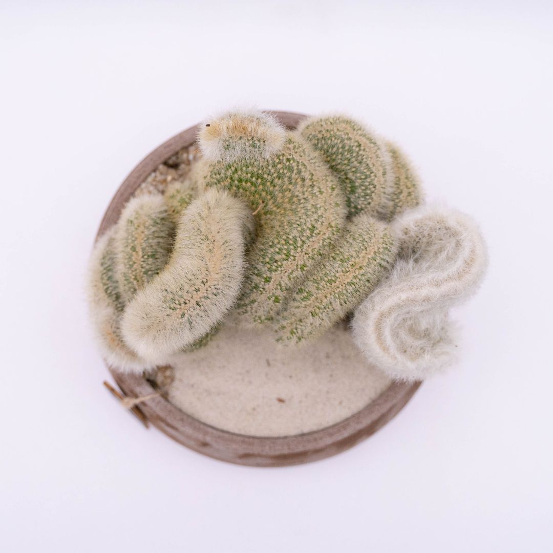 Cleistocactus strausii crestato - Manera Line Choco 1299