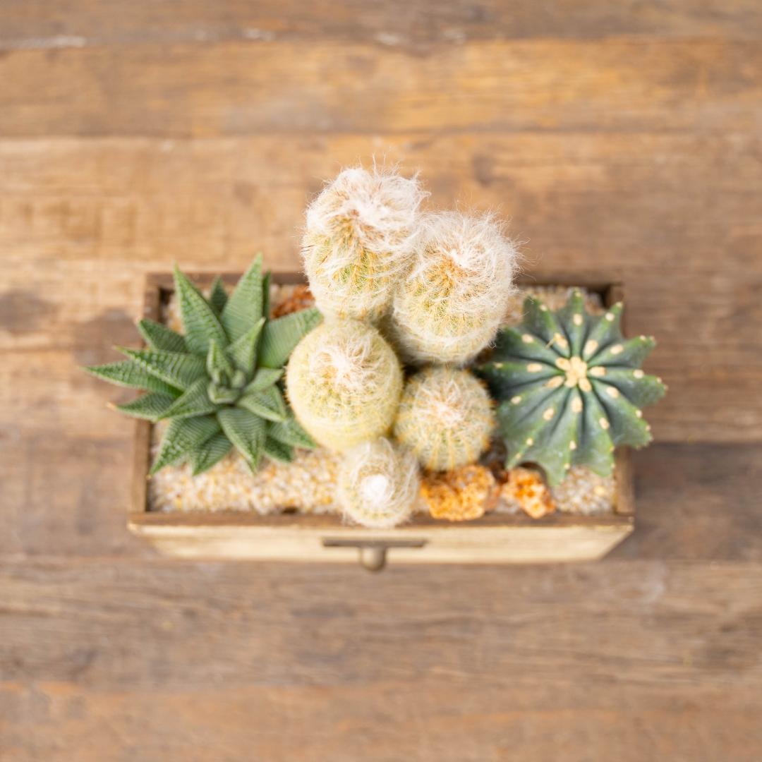 Composition Cactus & Haworthia