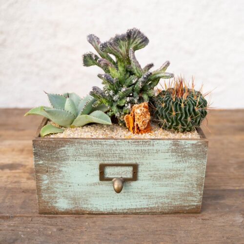 Cactus mix composition