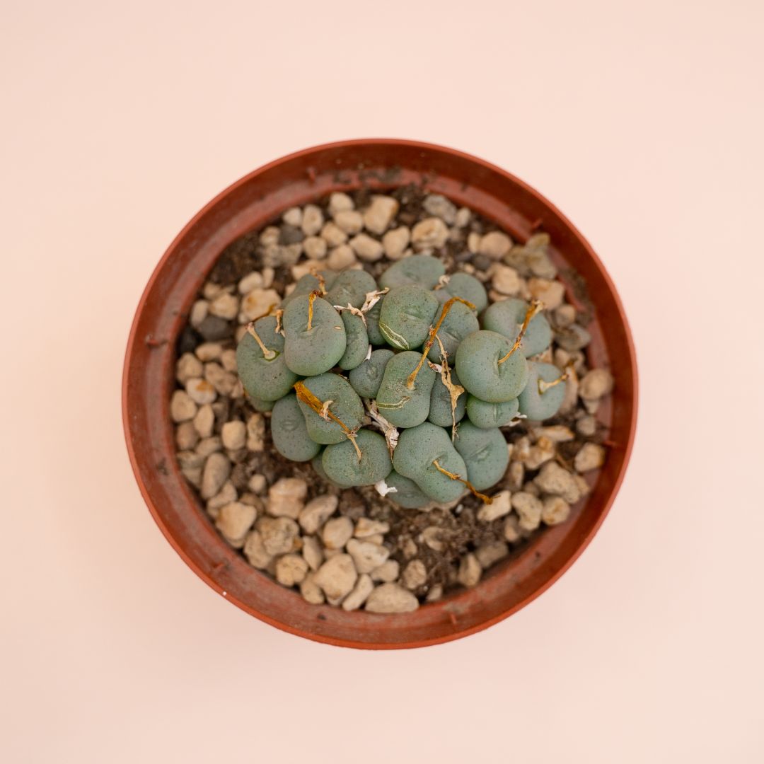 Conophytum wettsteinii Ø 10,5 cm