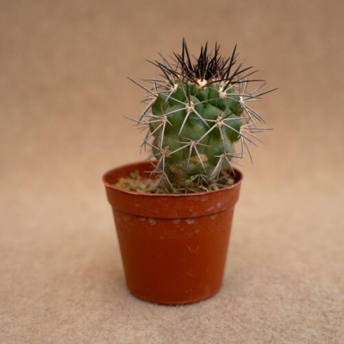 Copiapoa multicolor (KK1394) Ø 7,5 cm