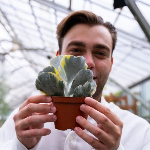 Cotyledon undulata variegato Ø 10,5 cm cod. 1322