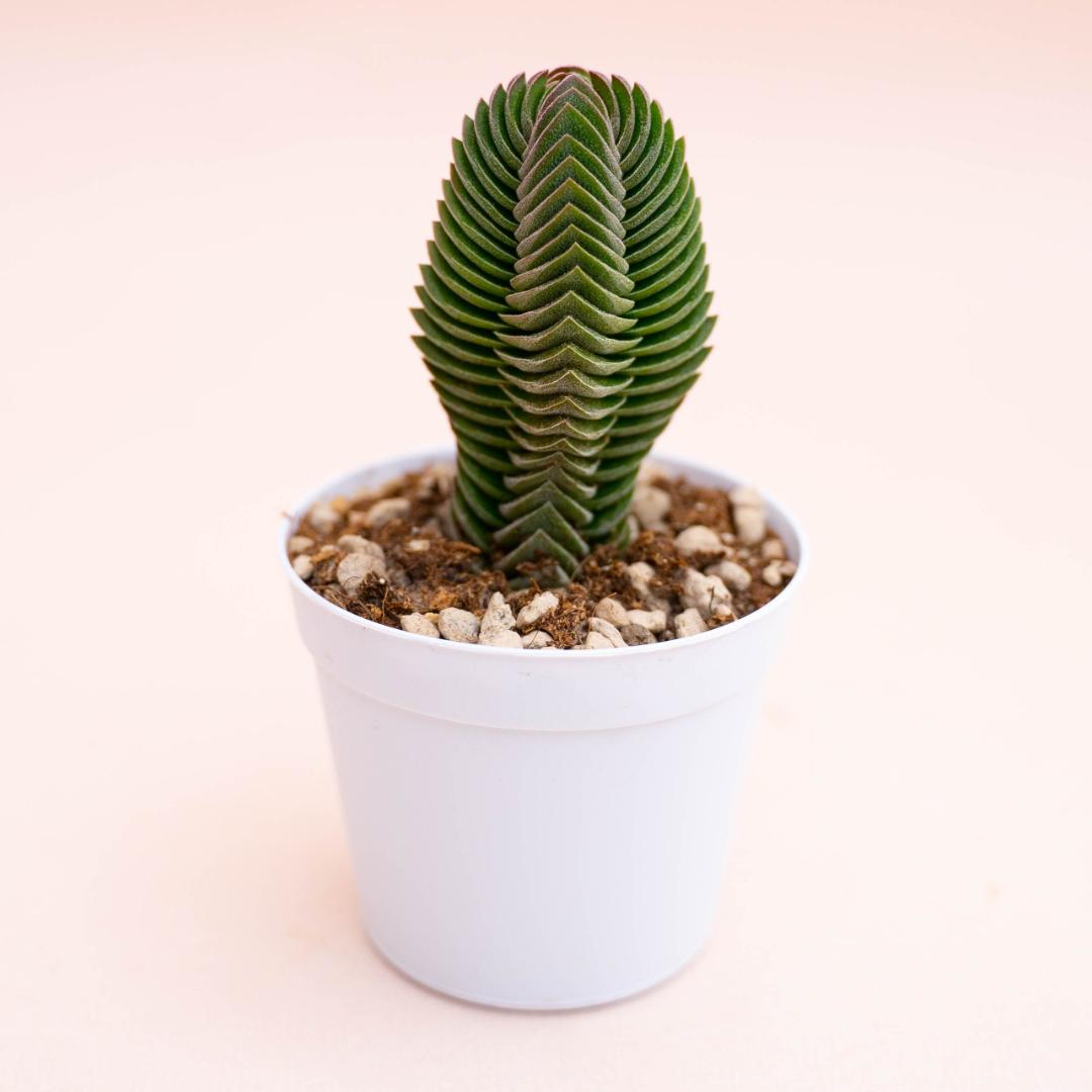 monstera künstlich Monstera künstliche Hängepflanze 95cm günstig online kaufen main image 0