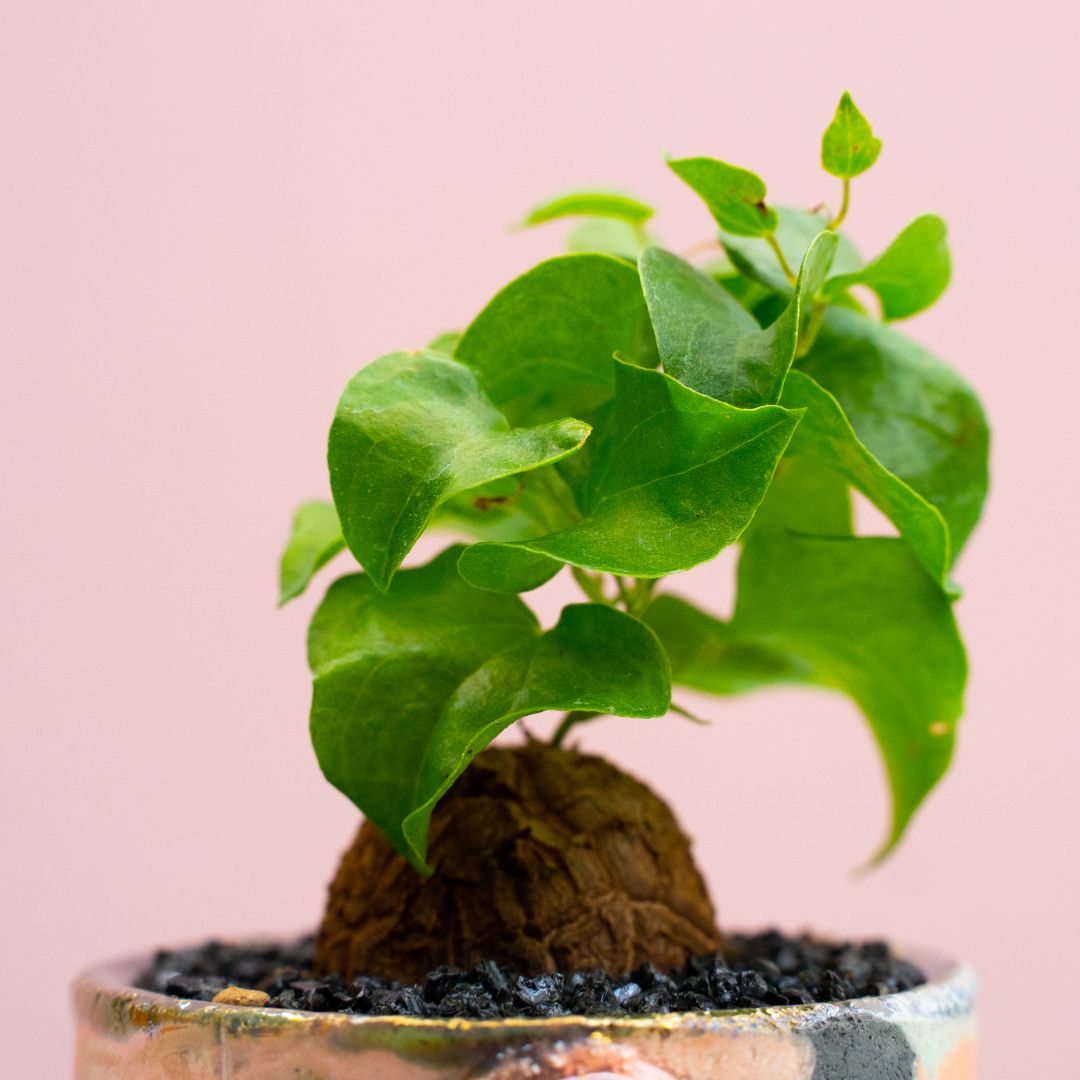 Dioscorea elephantipes 283 Raku
