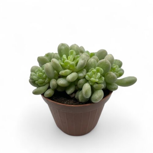 Echeveria 'Bill Gates' Ø 12 cm