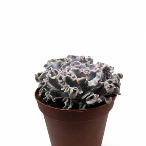 Echeveria 'Crispate Beauty' Ø 14 cm