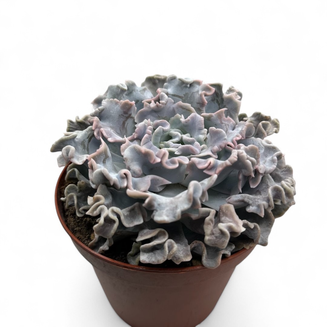 Echeveria 'Crispate Beauty' Ø 14 cm