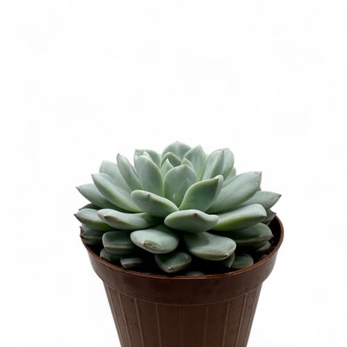 Echeveria 'Desert Rose' Ø 12 cm
