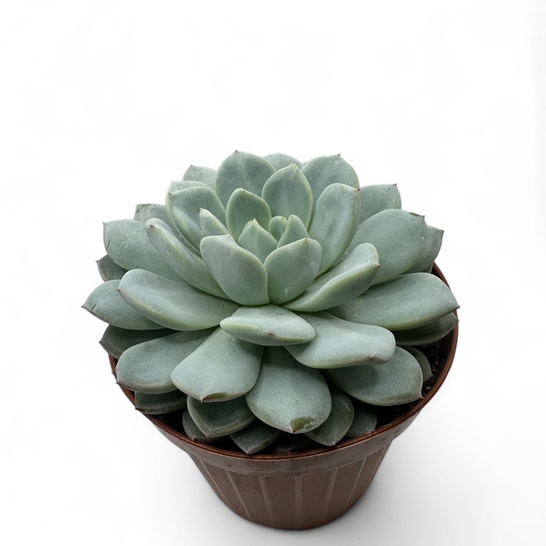 Echeveria 'Desert Rose' Ø 12 cm