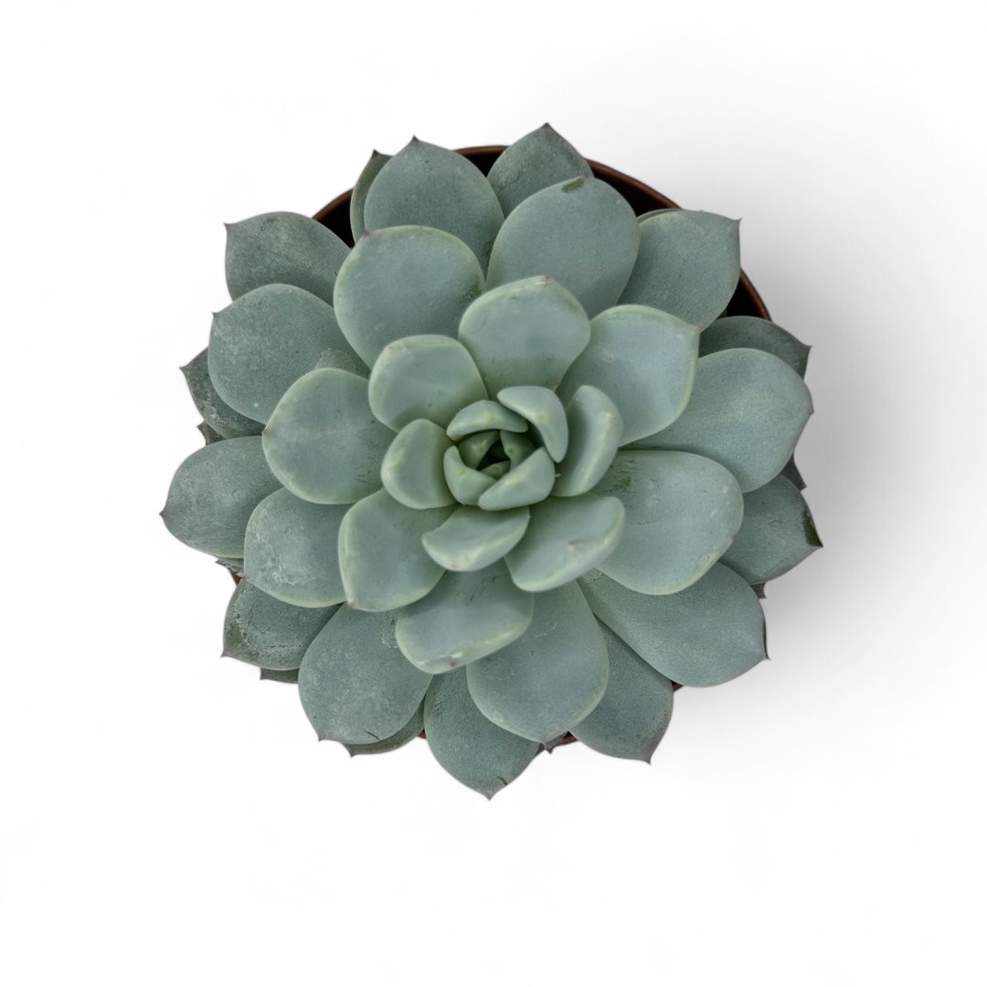 Echeveria 'Desert Rose' Ø 12 cm