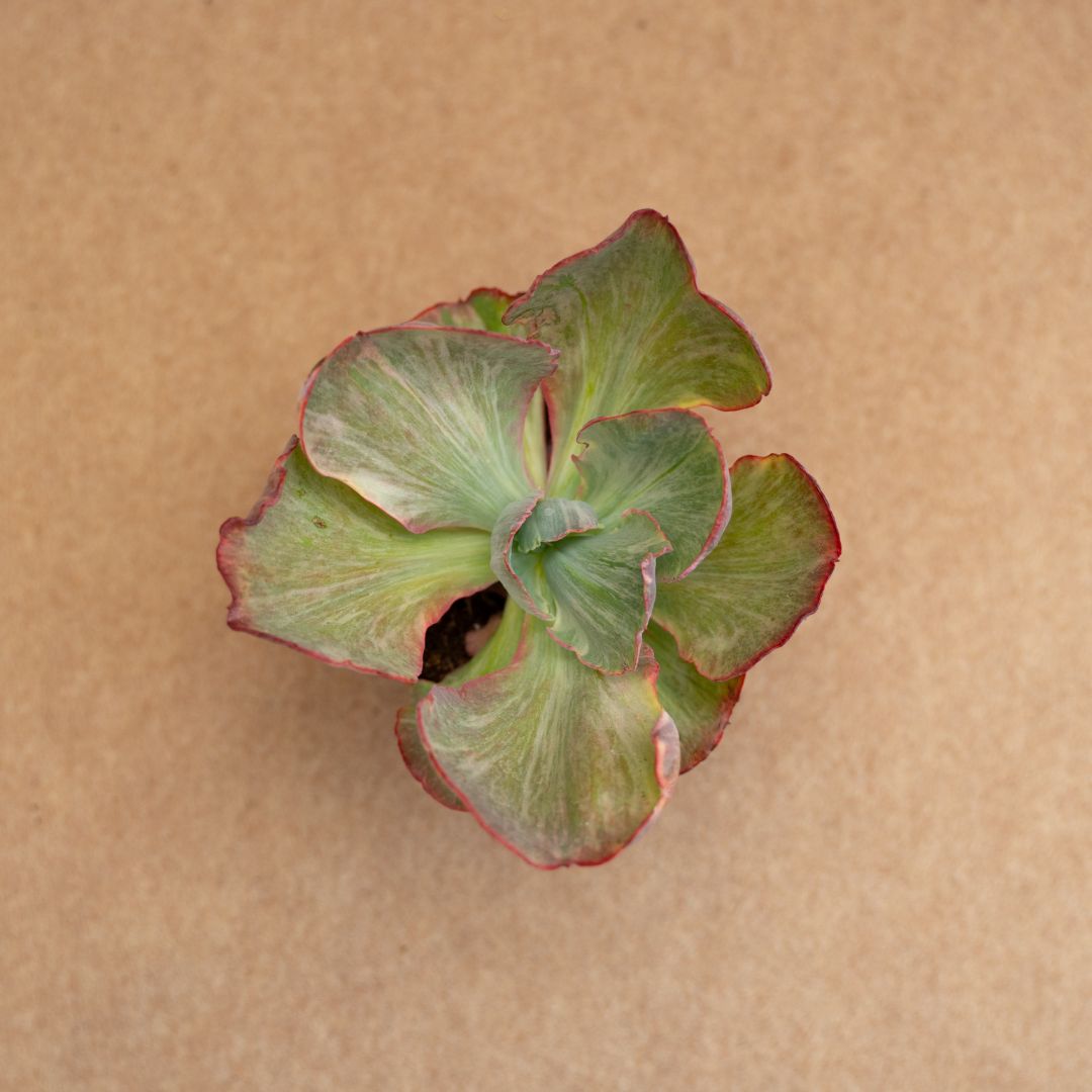 Echeveria Katella variegated Ø 10,5 cm