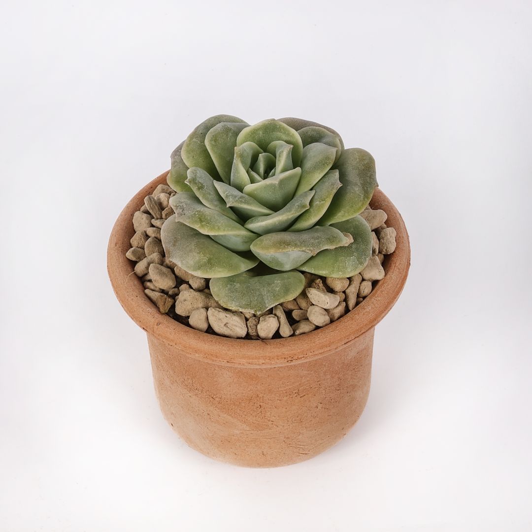 Echeveria Lovely Rose Ø 9 cm